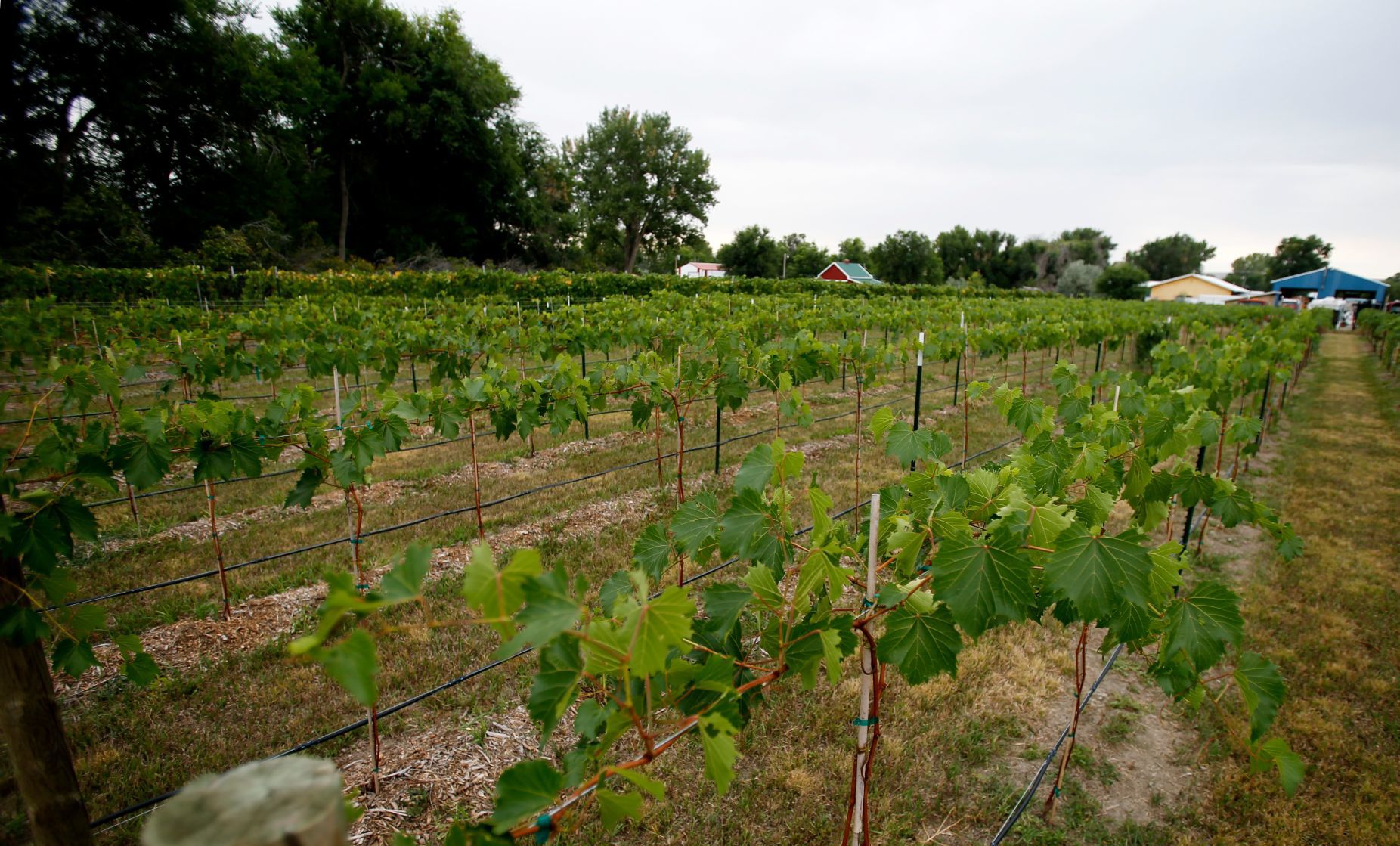Laurel vineyard